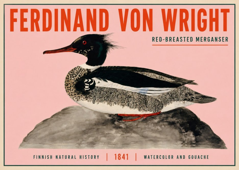 Ferdinand von Wright Red-breasted Merganser No3 - Poster