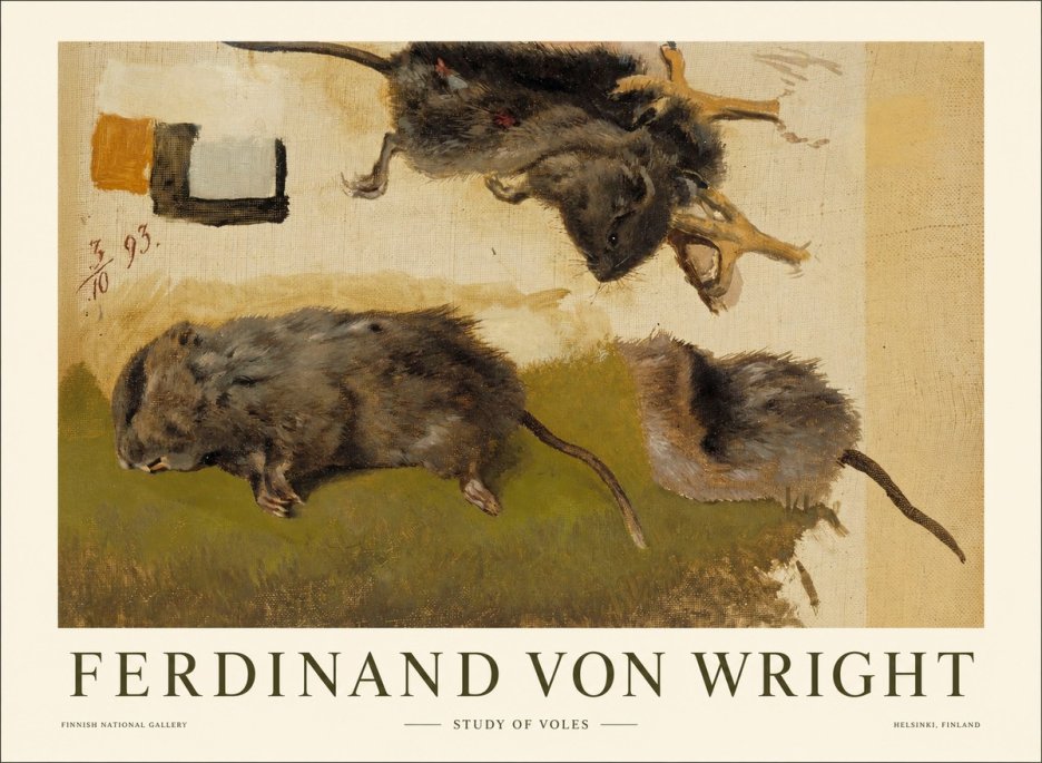 Ferdinand von Wright Studies of Lemmings No2 - Poster