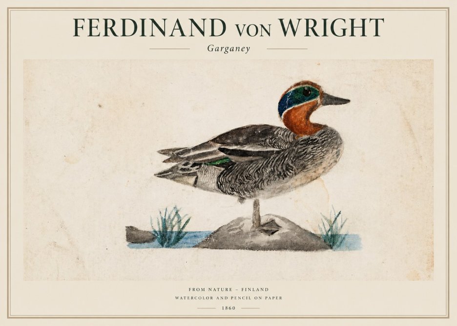 Ferdinand von Wright Garganey No1 - Poster