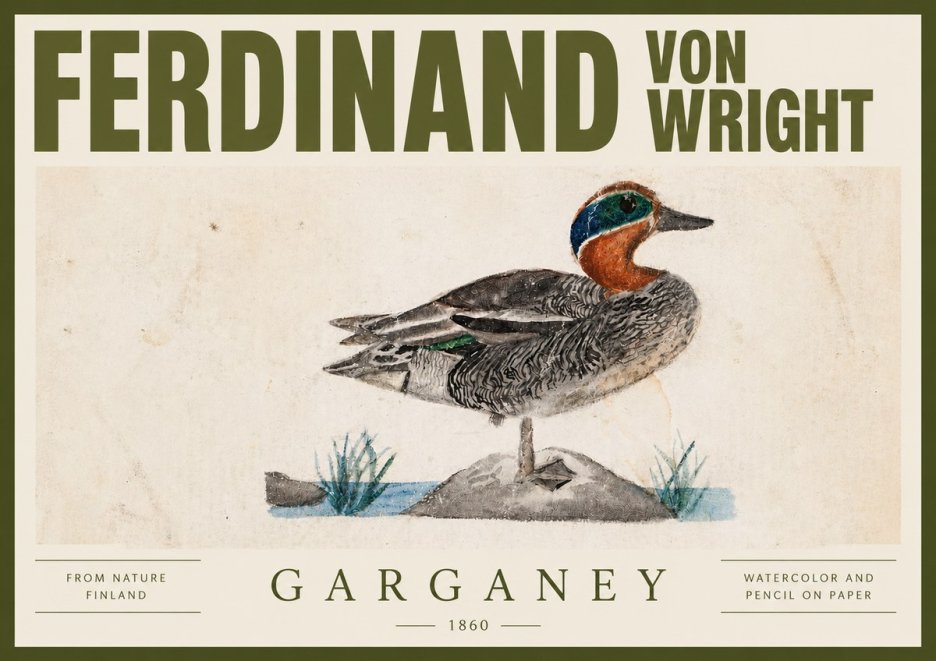 Ferdinand von Wright Garganey No4 - Poster