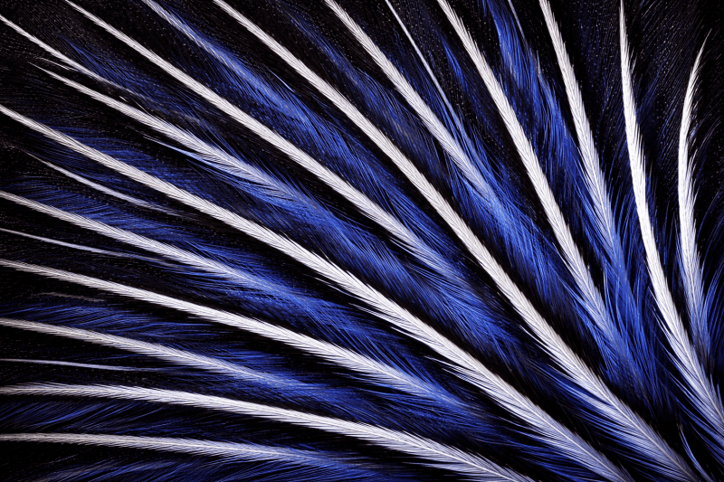 Uploaded
wallpaper