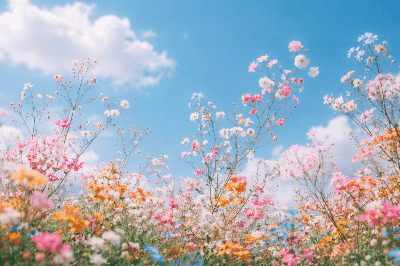 Uploaded
wallpaper