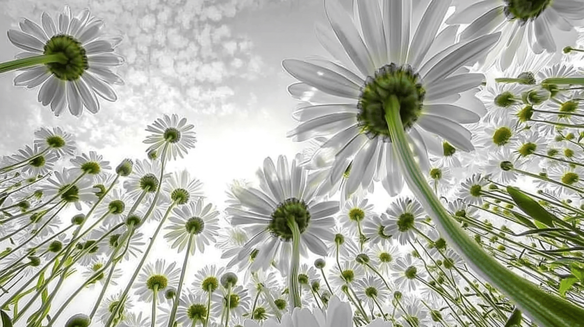 Sunlit Blossom Field