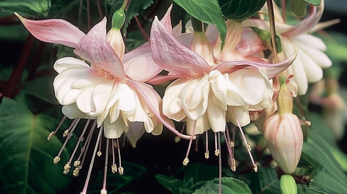 Petal Whisper