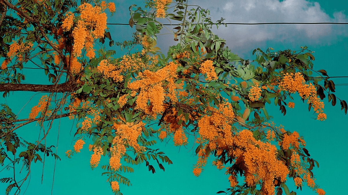 Sunlit Marigold Canopy