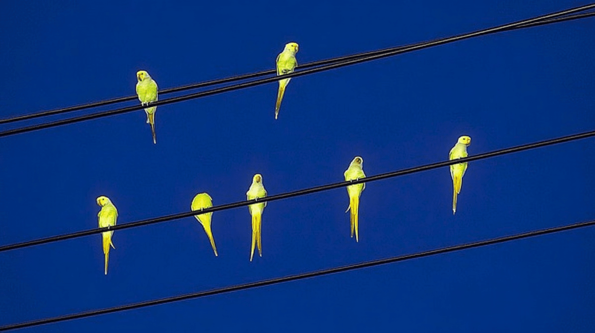 Wire Canopy Flock
