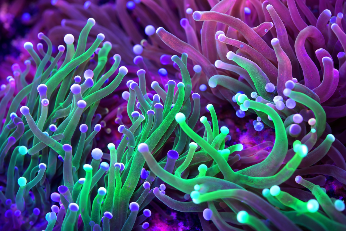 Anemone Symphony