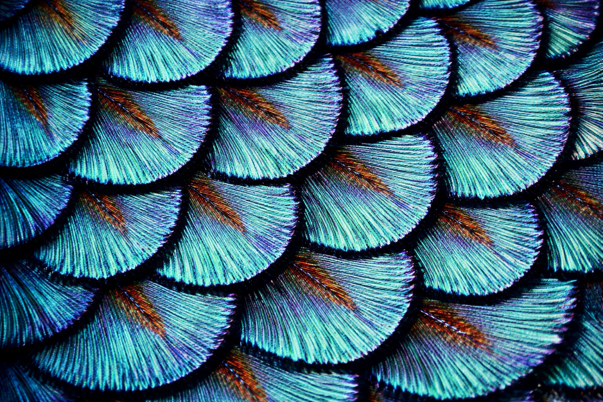 Iridescent Veil
