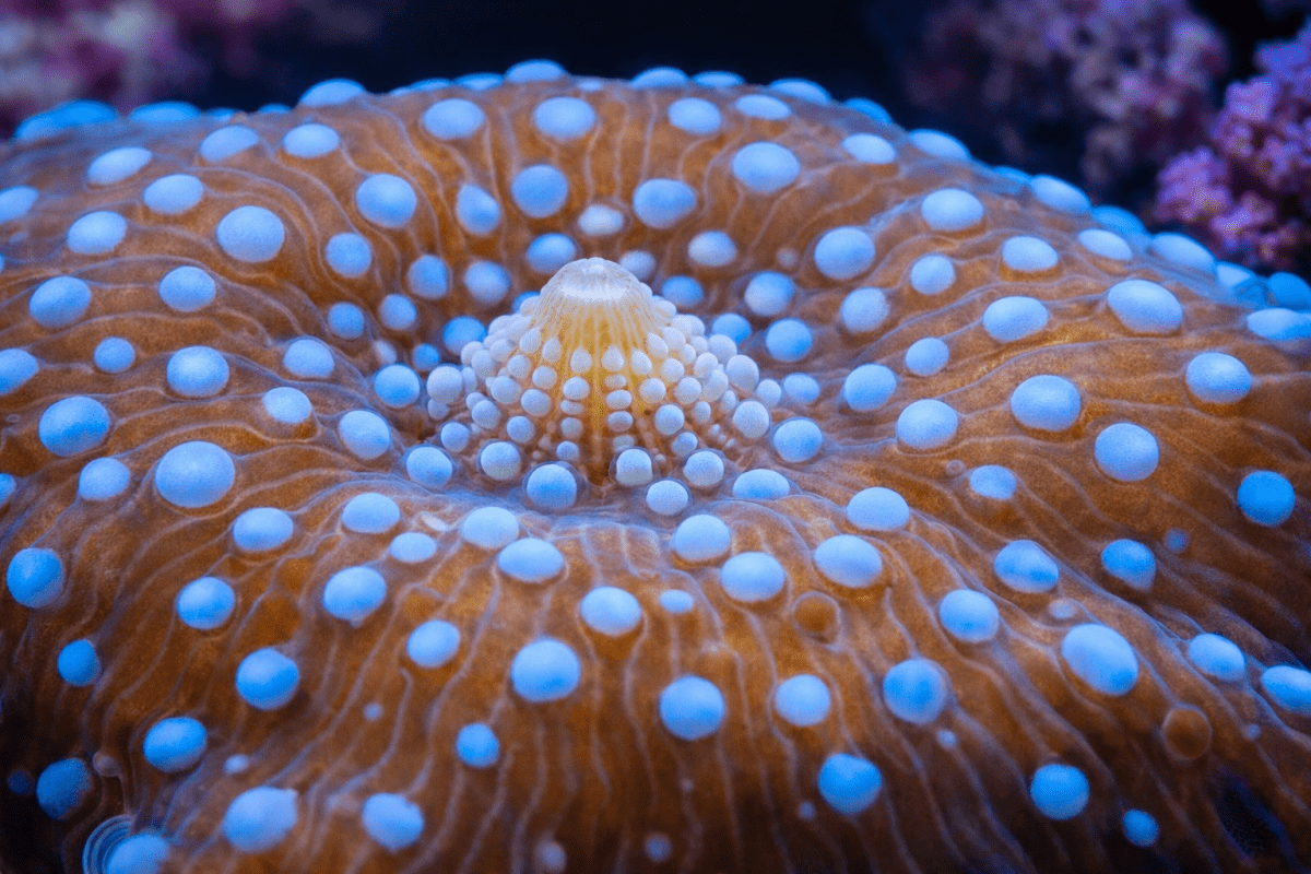 Oceanic Harmony