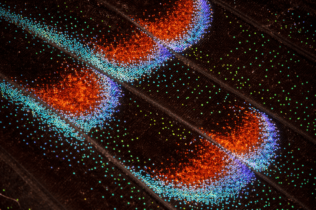Iridescent Wing Pattern