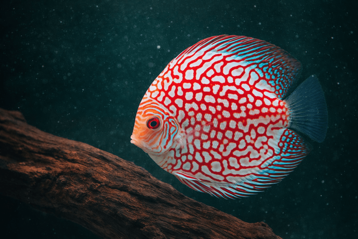 Coral Reef Reverie