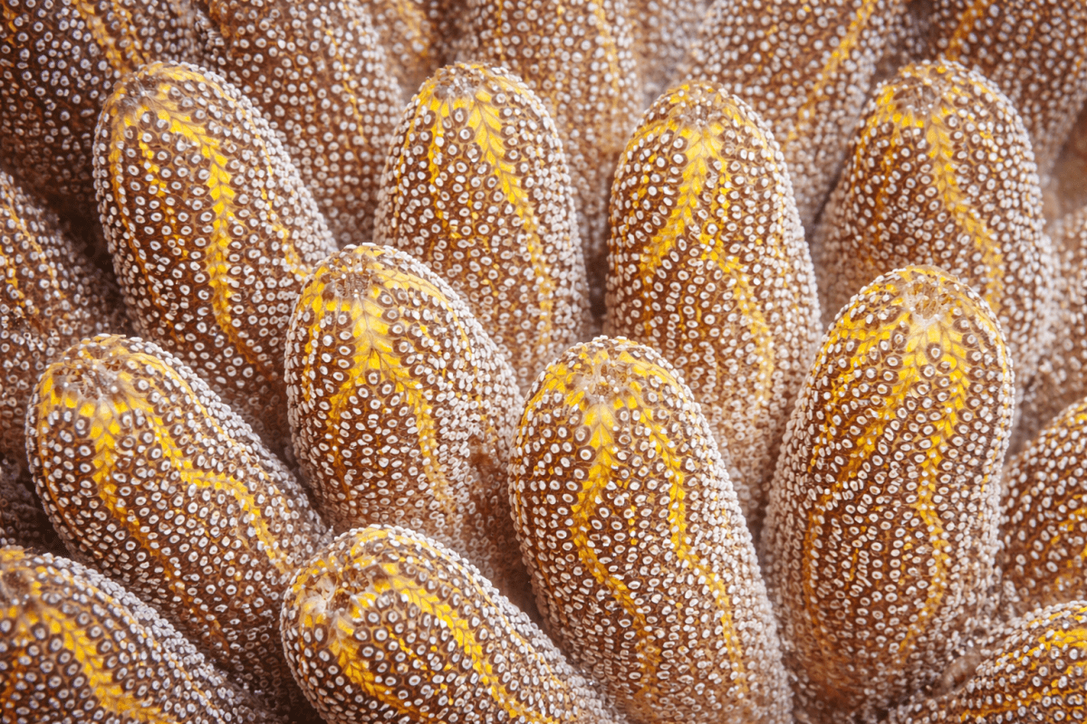 Coral Texture Mural