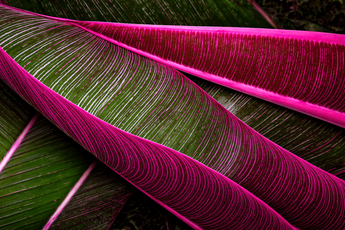 Radiant Foliage