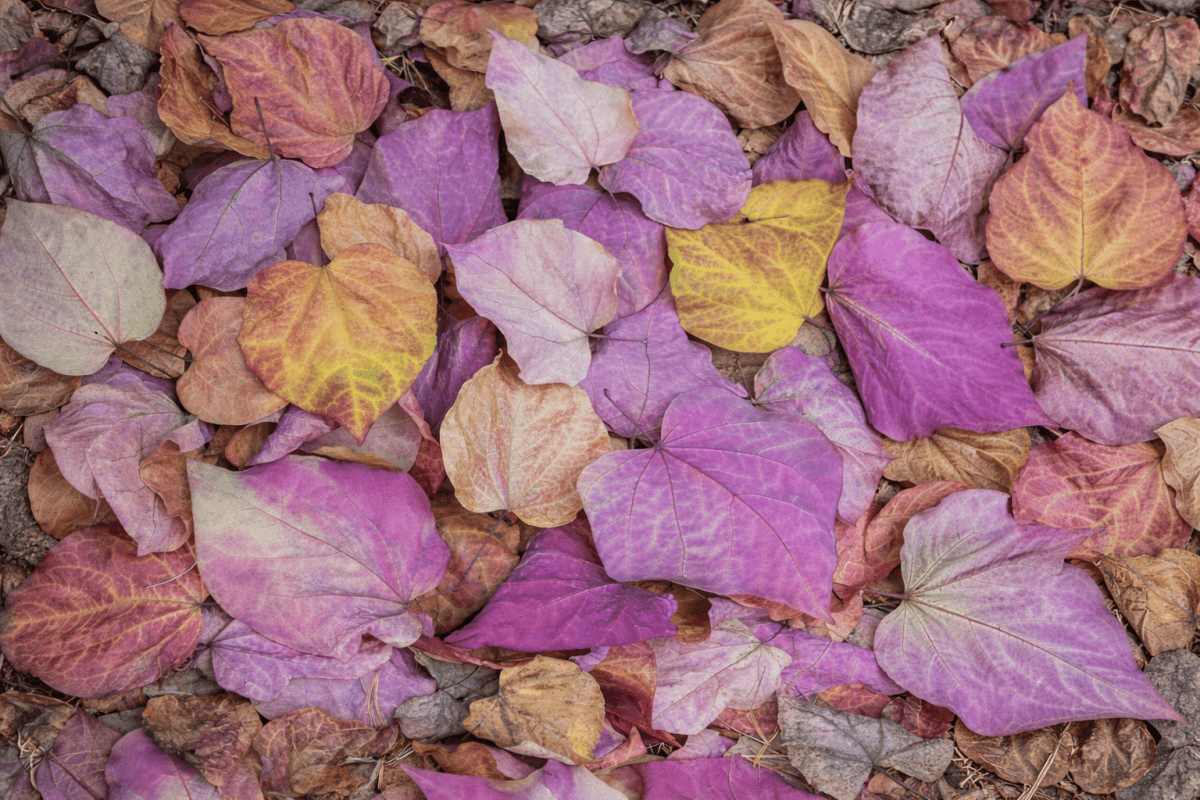 Autumnal Tapestry