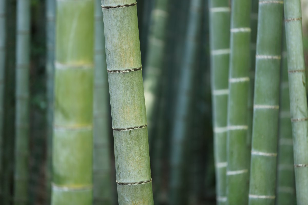 Bamboo Sanctuary