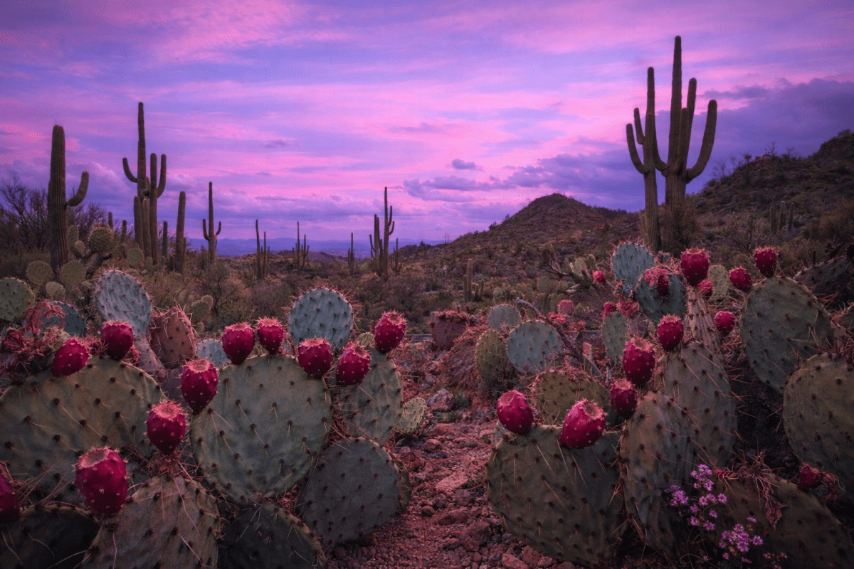 Prickly Somnolence