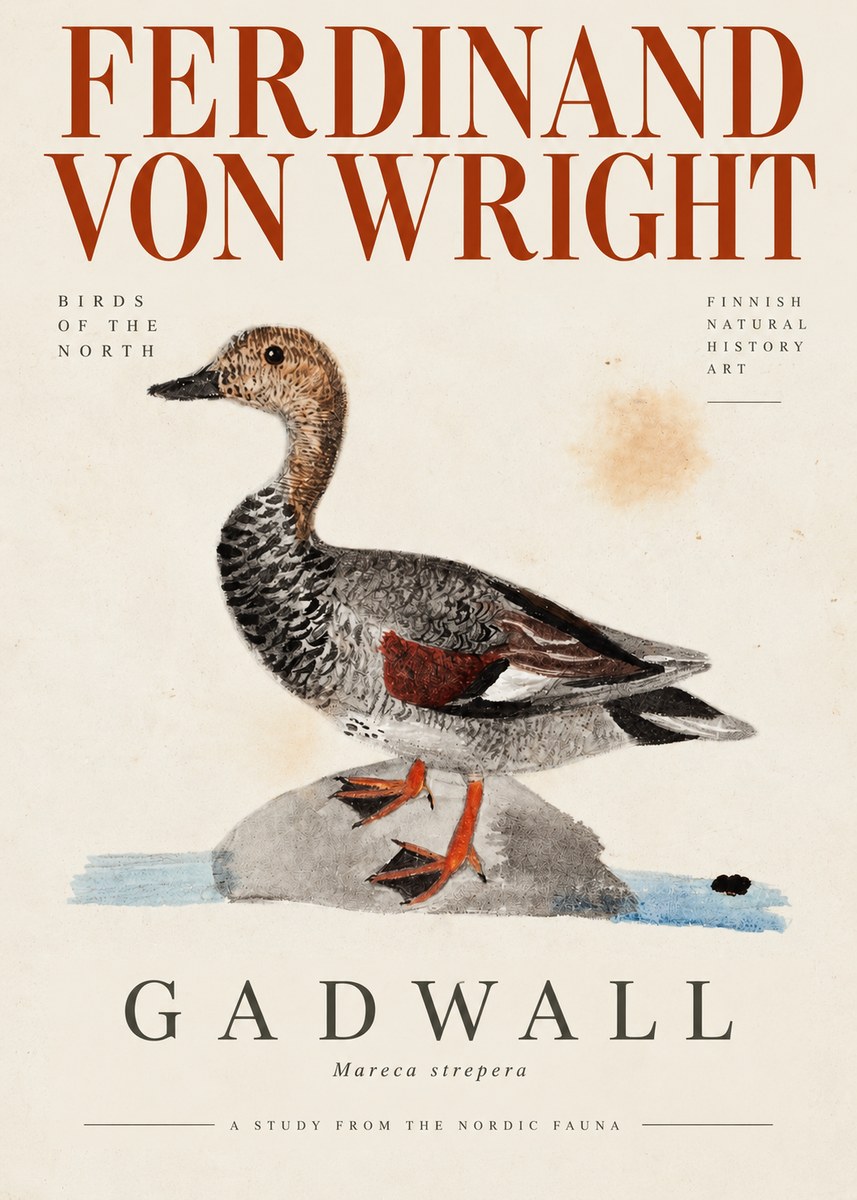 Ferdinand von Wright Duck on a Rock No4 - Poster