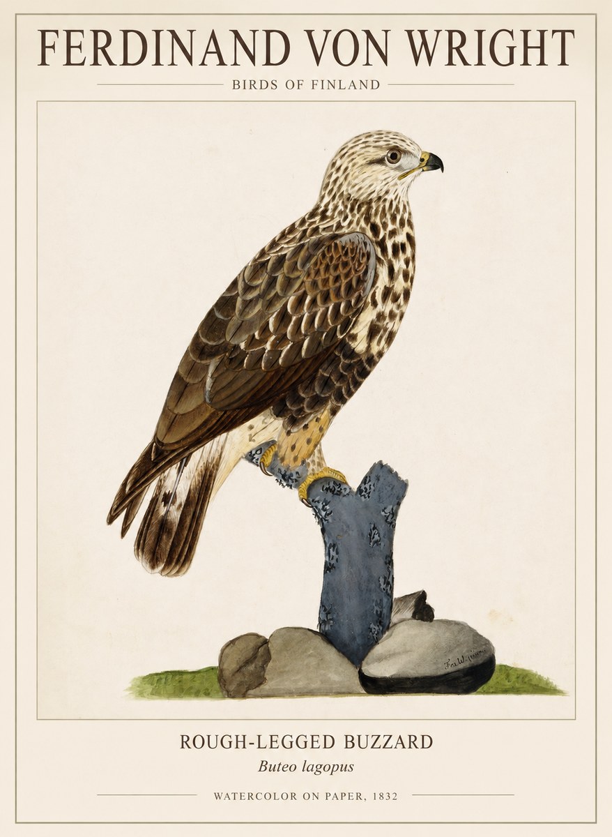 Ferdinand von Wright Rough-legged Buzzard No1 - Poster
