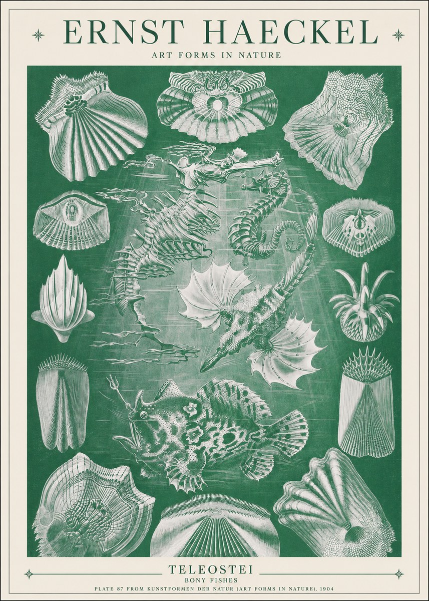 Ernst Haeckel Teleostei - Bony Fishes No1 - Poster