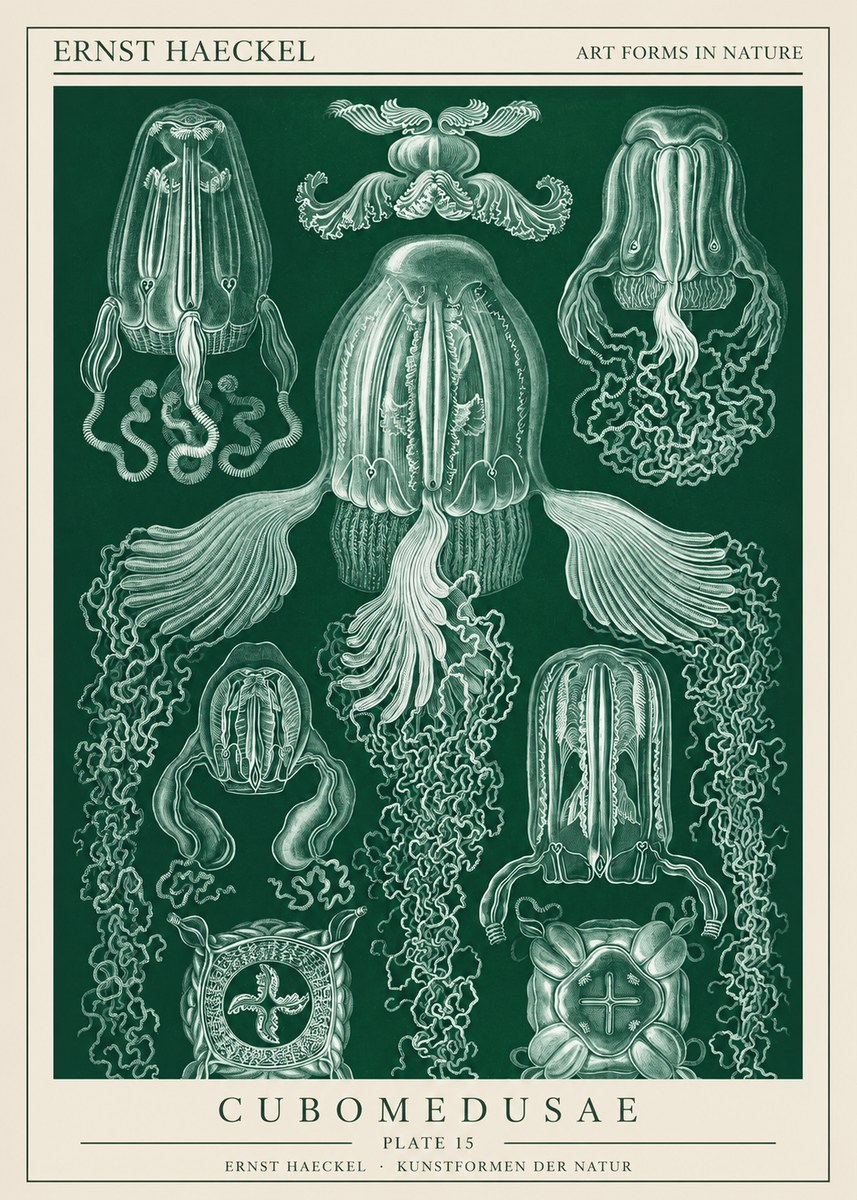 Ernst Haeckel Cubomedusae No1 - Poster