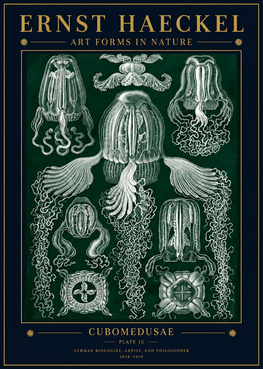 Ernst Haeckel Cubomedusae No5 - Poster