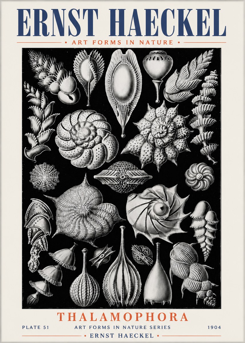 Ernst Haeckel Thalamophora No6 - Poster