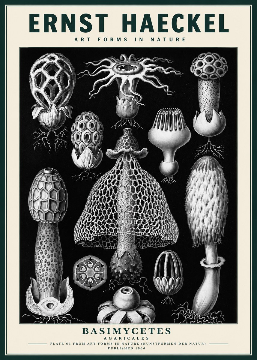 Ernst Haeckel Basimycetes Agaricales No3 - Poster