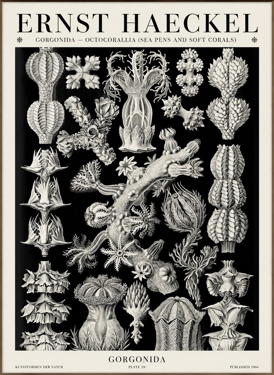 Ernst Haeckel Gorgonians No6 - Poster