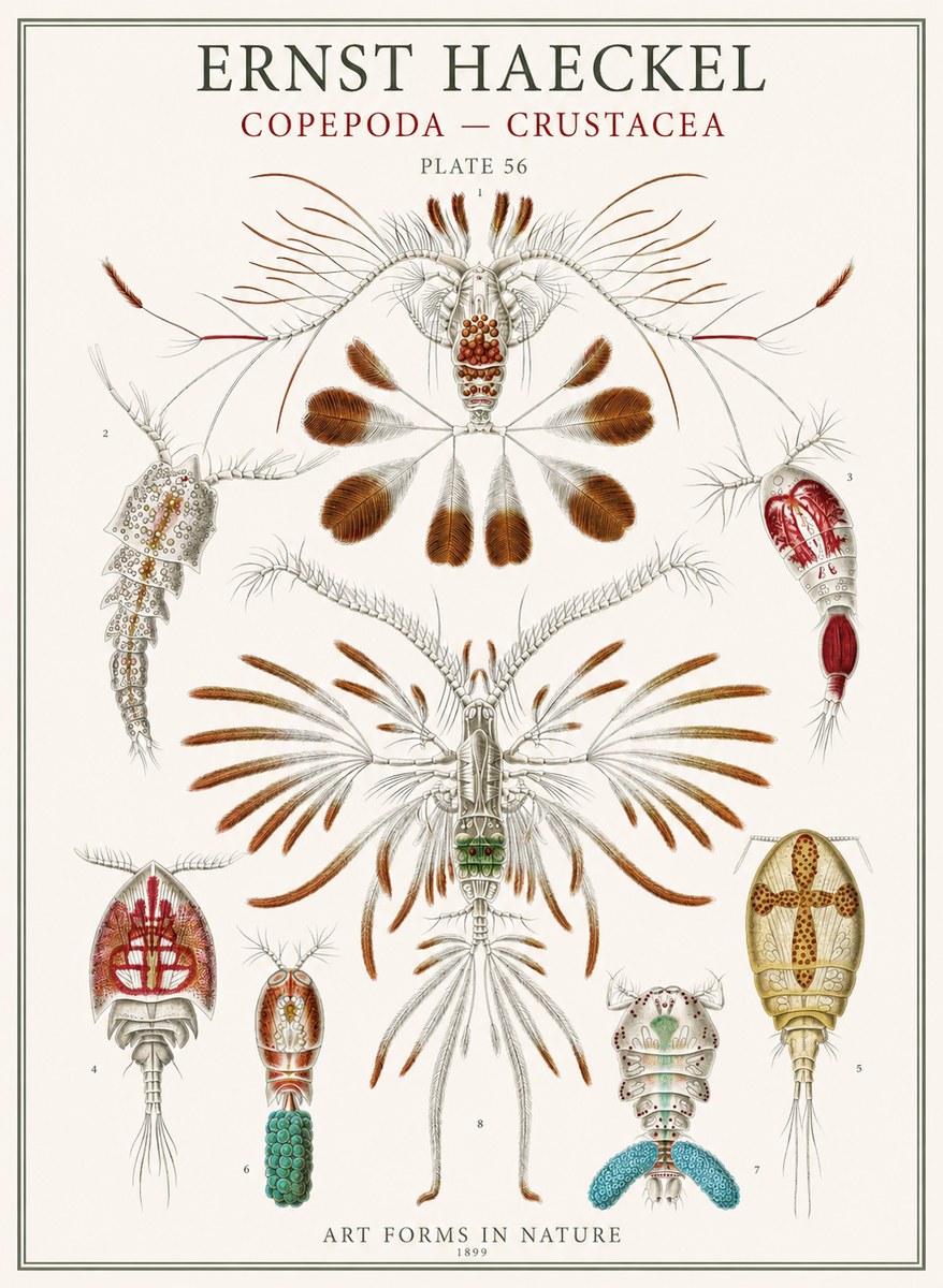 Ernst Haeckel Copepoda — Crustacea Plate 56 No1 - Poster