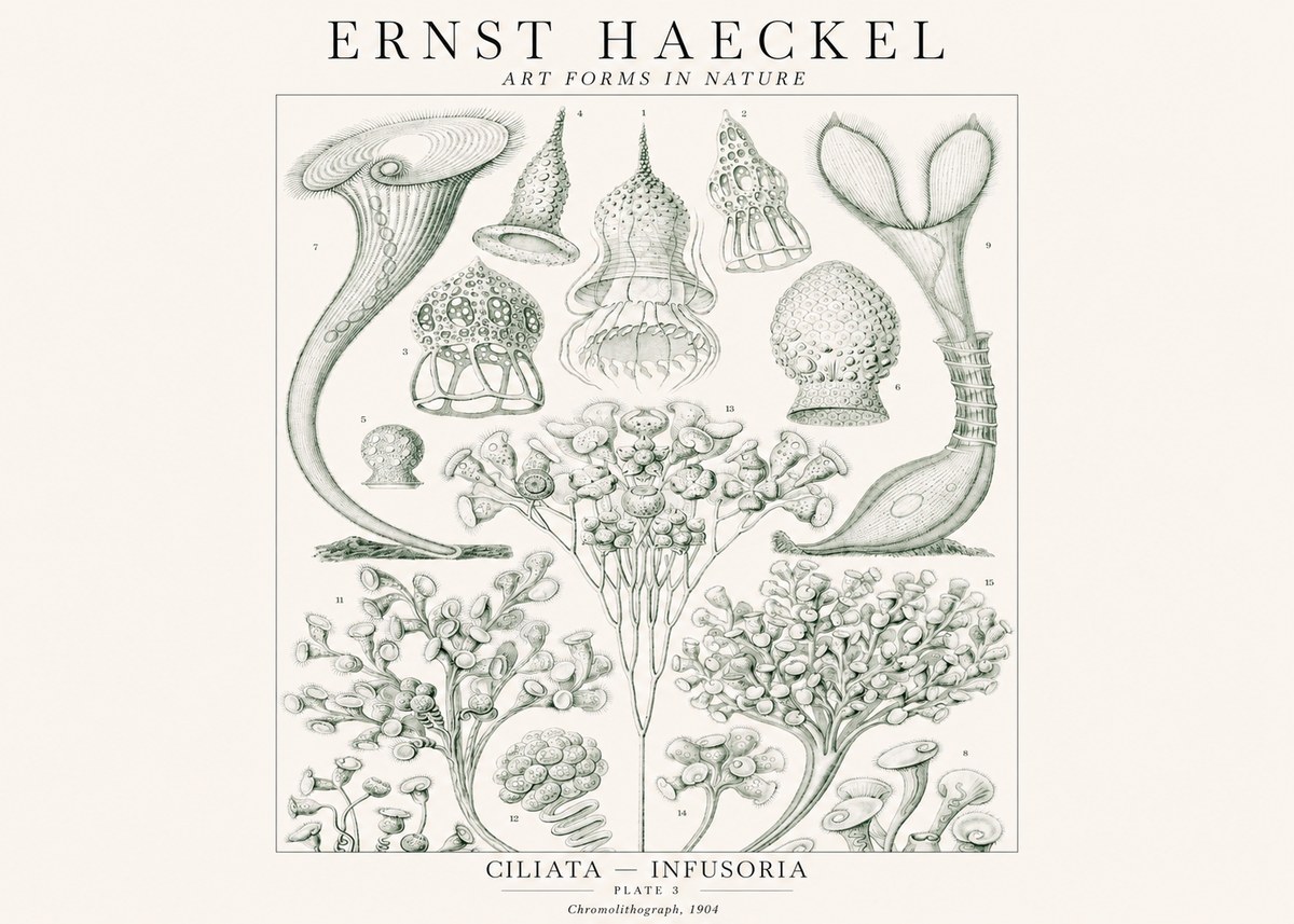 Ernst Haeckel Ciliata - Infusoria - Plate 3 No1 - Poster
