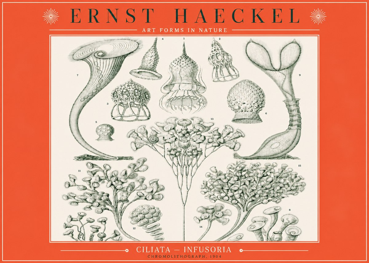 Ernst Haeckel Ciliata - Infusoria - Plate 3 No3 - Poster