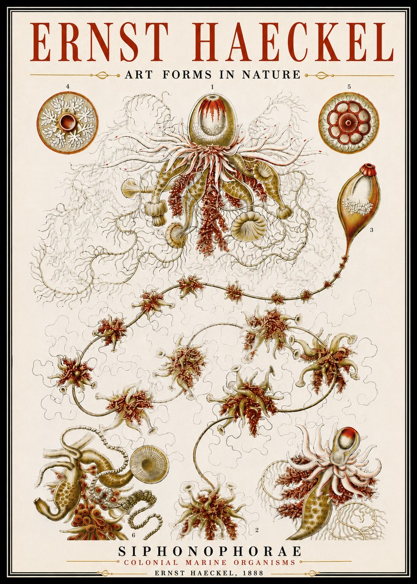 Ernst Haeckel Siphonophorae No6 - Poster