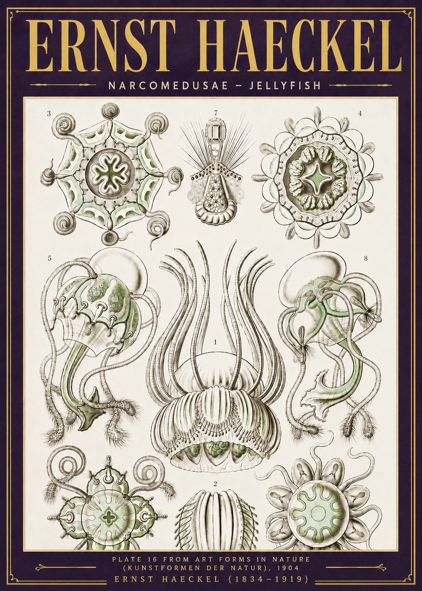 Ernst Haeckel Narcomedusae - Jellyfish No6 - Poster