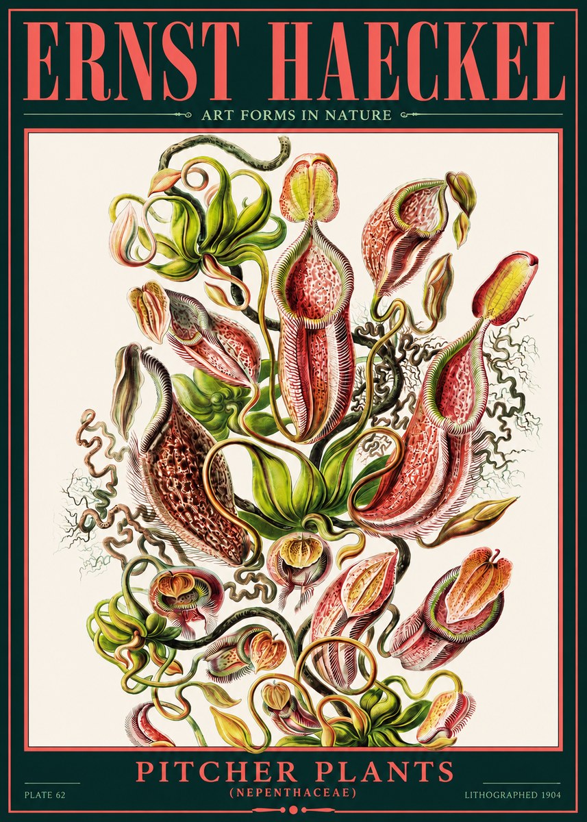 Ernst Haeckel Pitcher Plants No2 - Poster