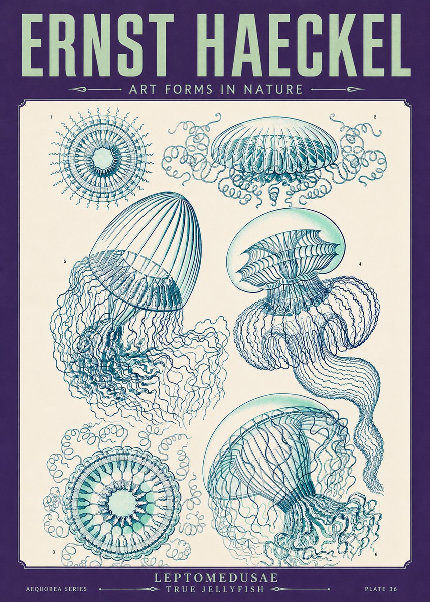 Ernst Haeckel Leptomedusae True Jellyfish No4 - Poster