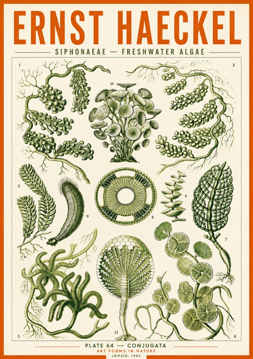 Ernst Haeckel Siphonaceae - Freshwater Algae No5 - Poster
