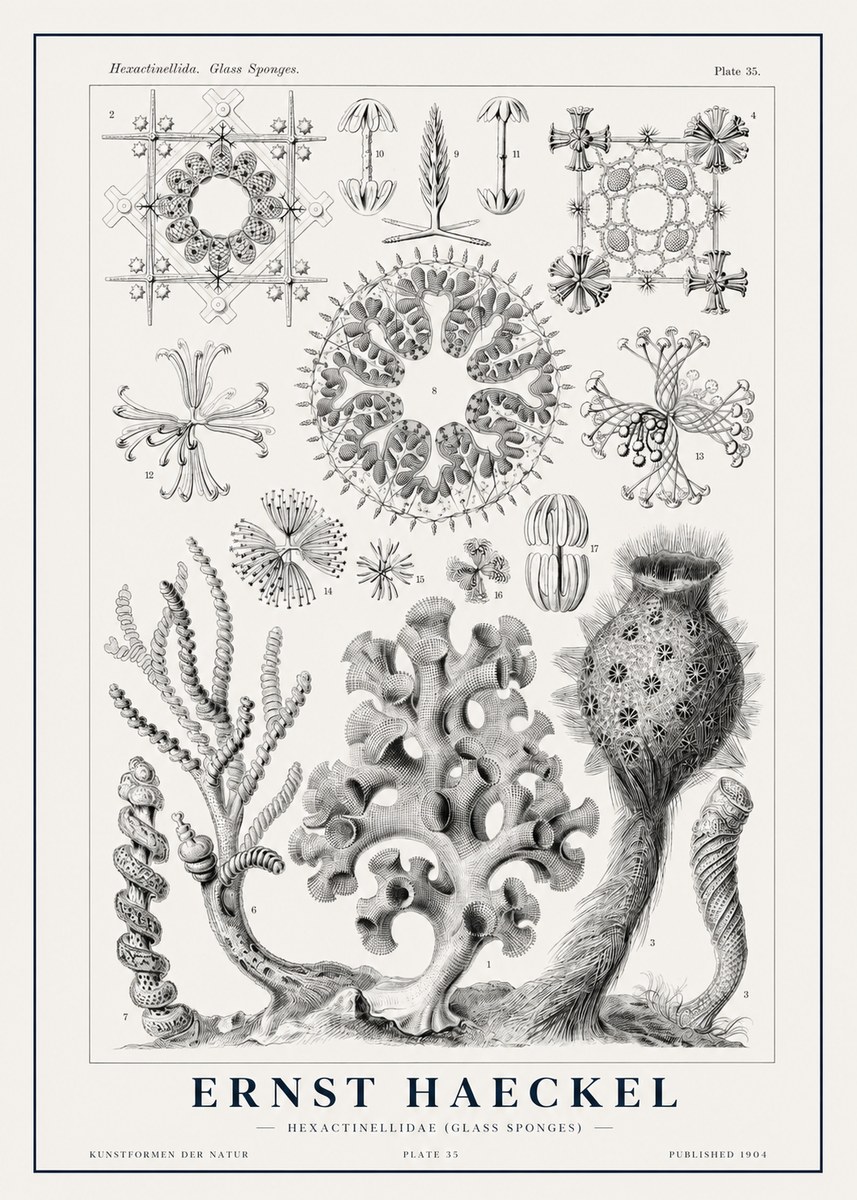 Ernst Haeckel Hexactinellida. Glass Sponges. No1 - Poster