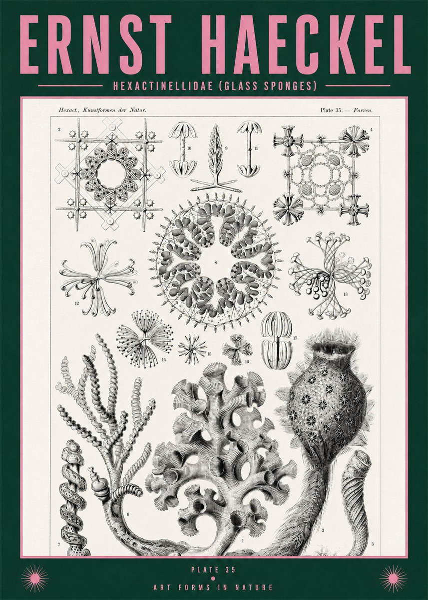 Ernst Haeckel Hexactinellida. Glass Sponges. No2 - Poster