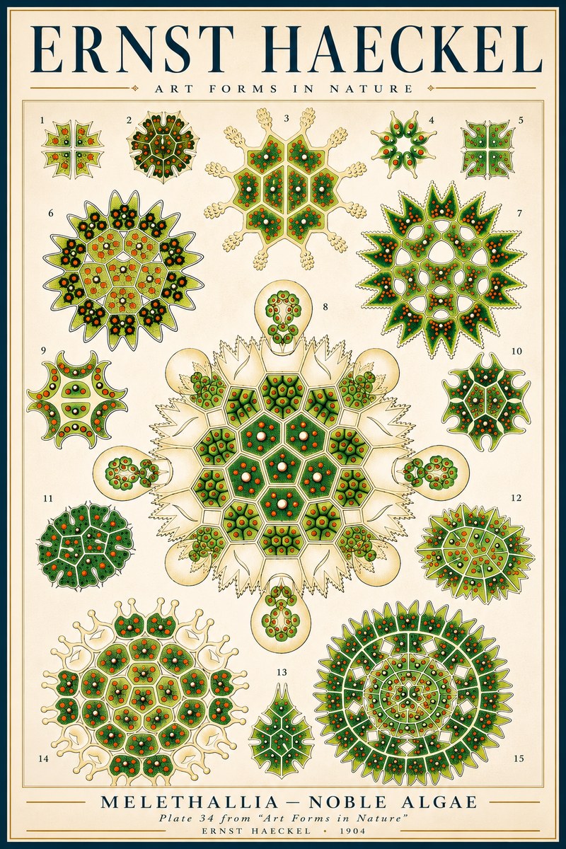 Ernst Haeckel Melethallia - Noble Algae No3 - Poster