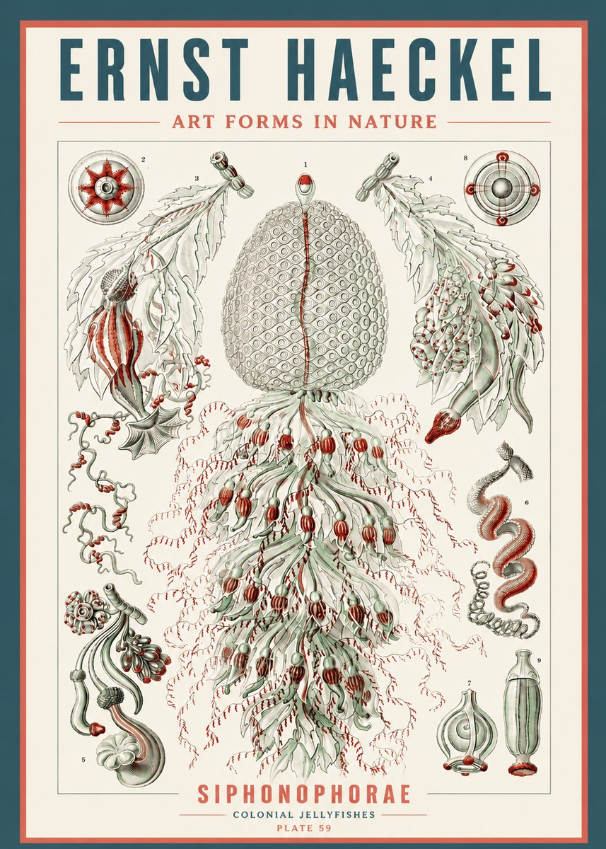 Ernst Haeckel Siphonophorae - State Colonies No5 - Poster