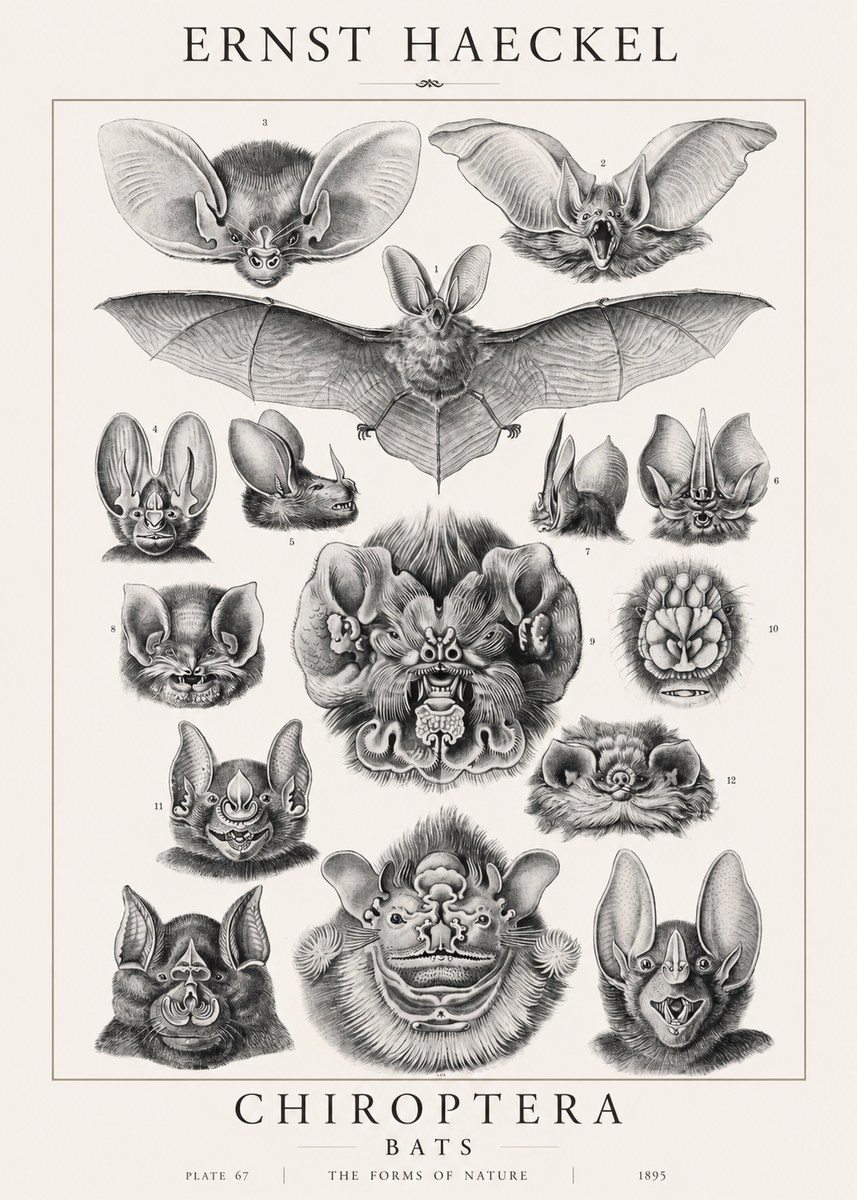 Ernst Haeckel Chiroptera Bats No1 - Poster