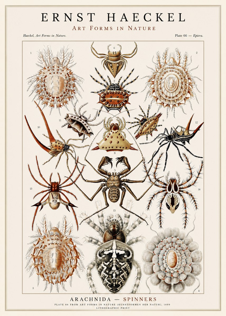 Ernst Haeckel Arachnida — Spiders No3 - Poster