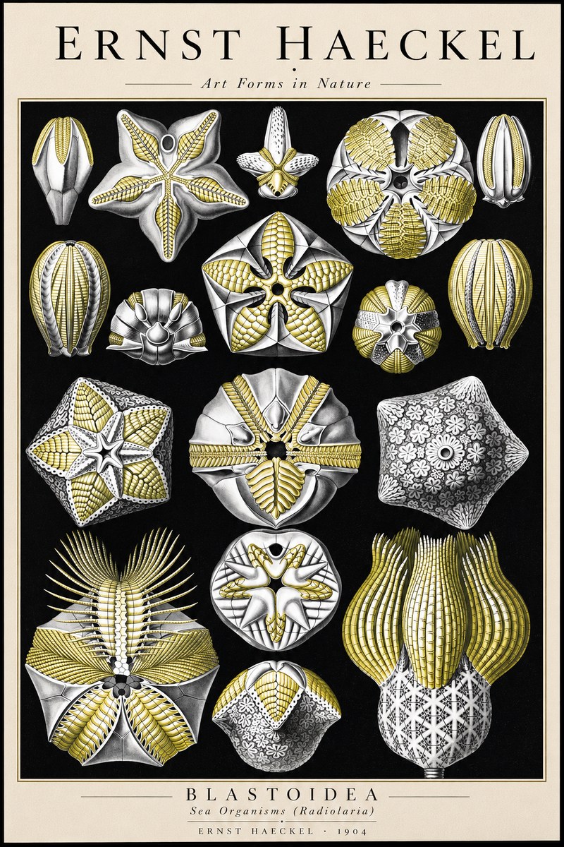 Ernst Haeckel Blastoidea Sea Buds (Snowflakes) No3 - Poster