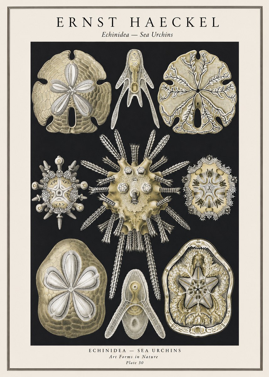 Ernst Haeckel Echinidea — Sea Urchins No1 - Poster