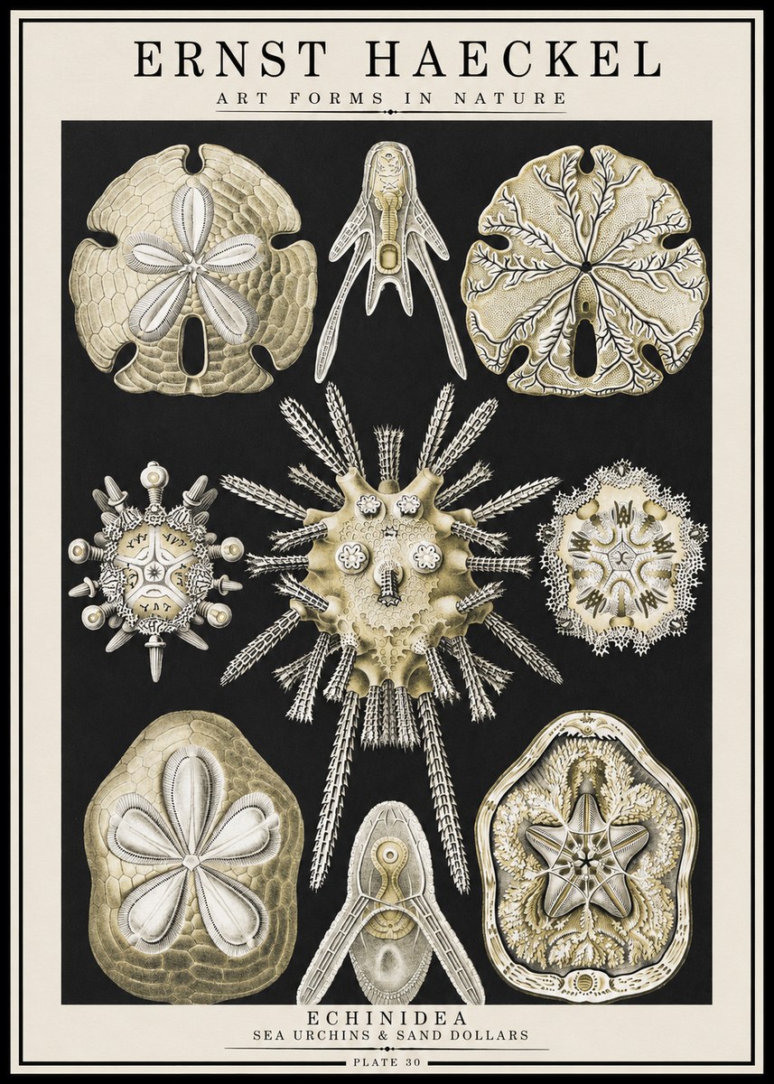 Ernst Haeckel Echinidea — Sea Urchins No4 - Poster