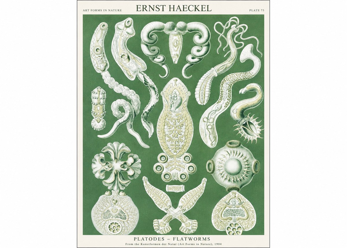 Ernst Haeckel Platodes – Flatworms No1 - Poster