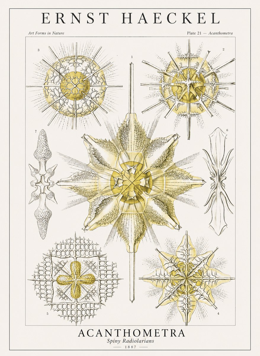 Ernst Haeckel Acanthometra - Star Radiolarians No4 - Poster