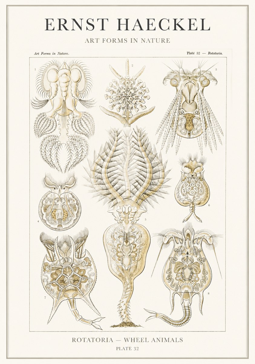 Ernst Haeckel Rotatoria - Wheel Animals No3 - Poster