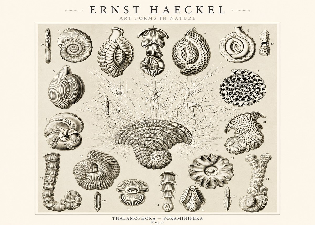 Ernst Haeckel Thalamophora – Foraminifera Plate 12 No1 - Poster