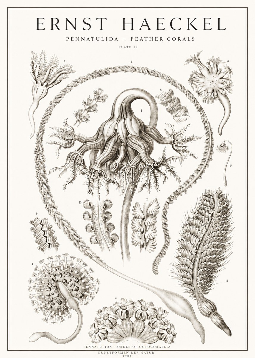 Ernst Haeckel Pennatulida - Sea Pens No2 - Poster